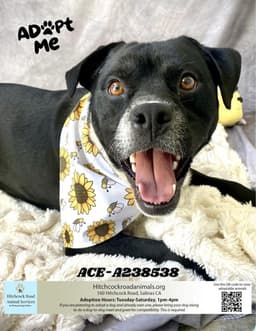Hitchcock Road Animal Services