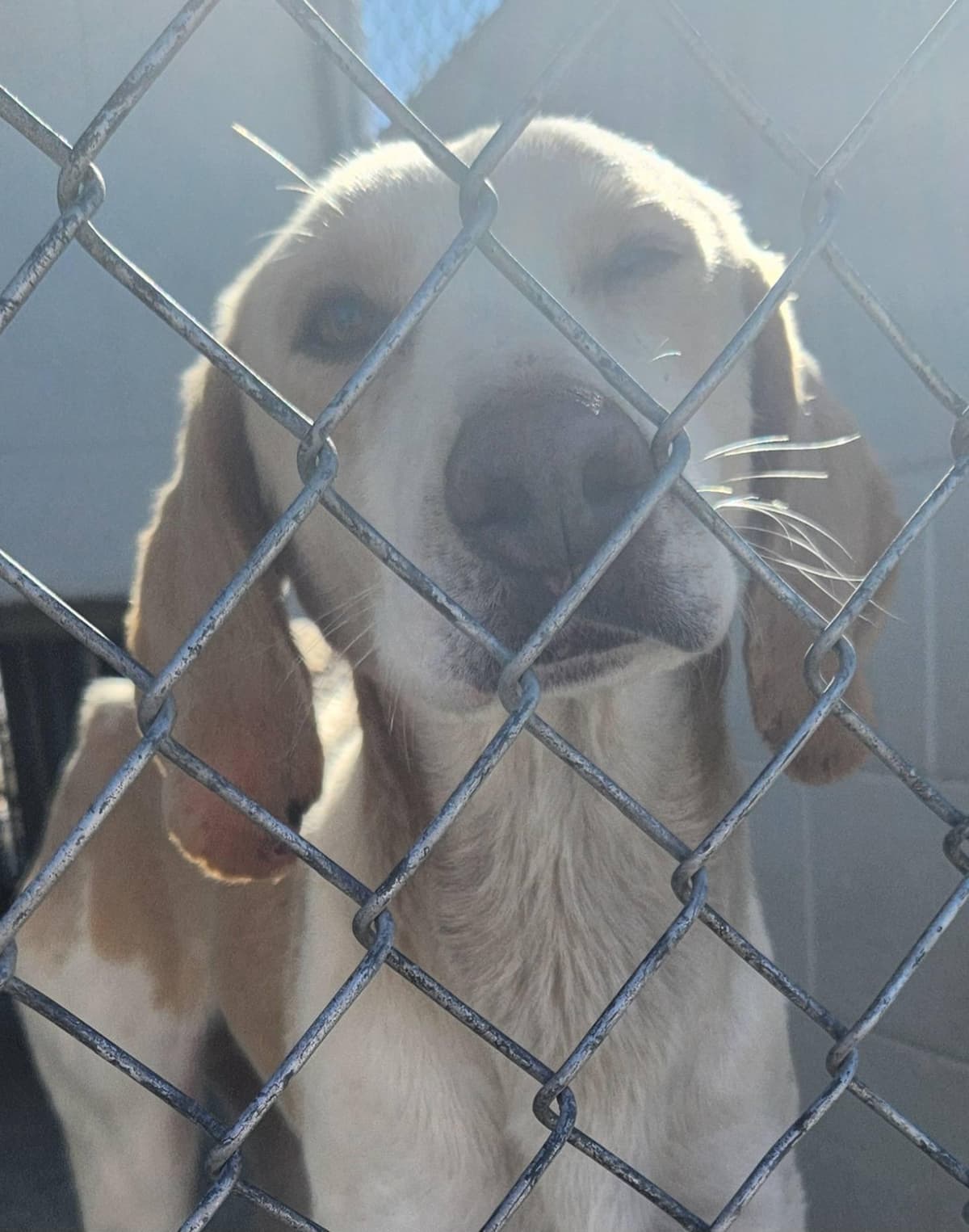 Dorothy breeder image 1