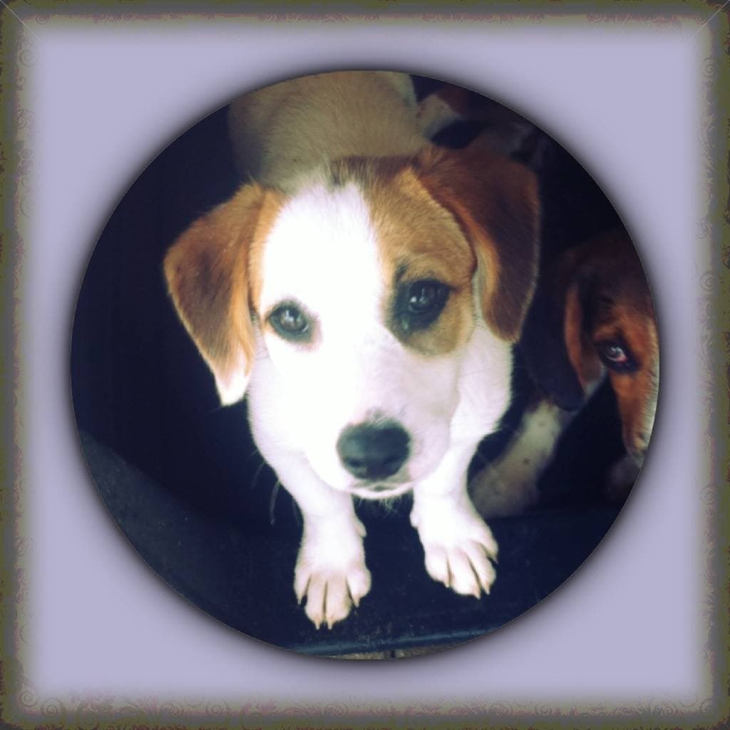 Nanuk breeder image 1