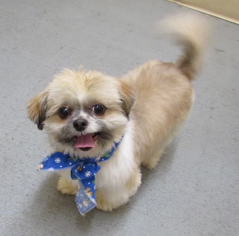 Ralph breeder image 2