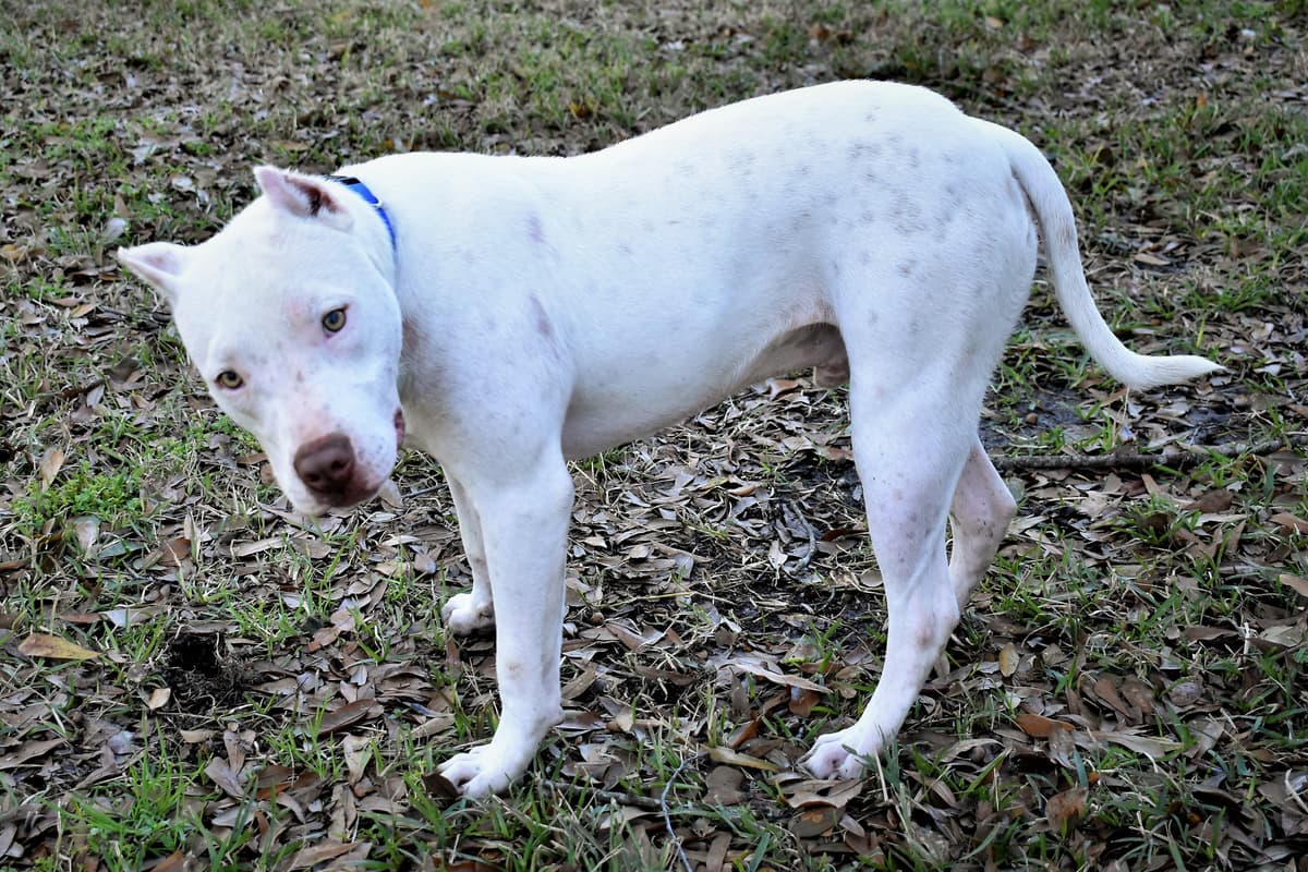 Bocephus breeder image 1