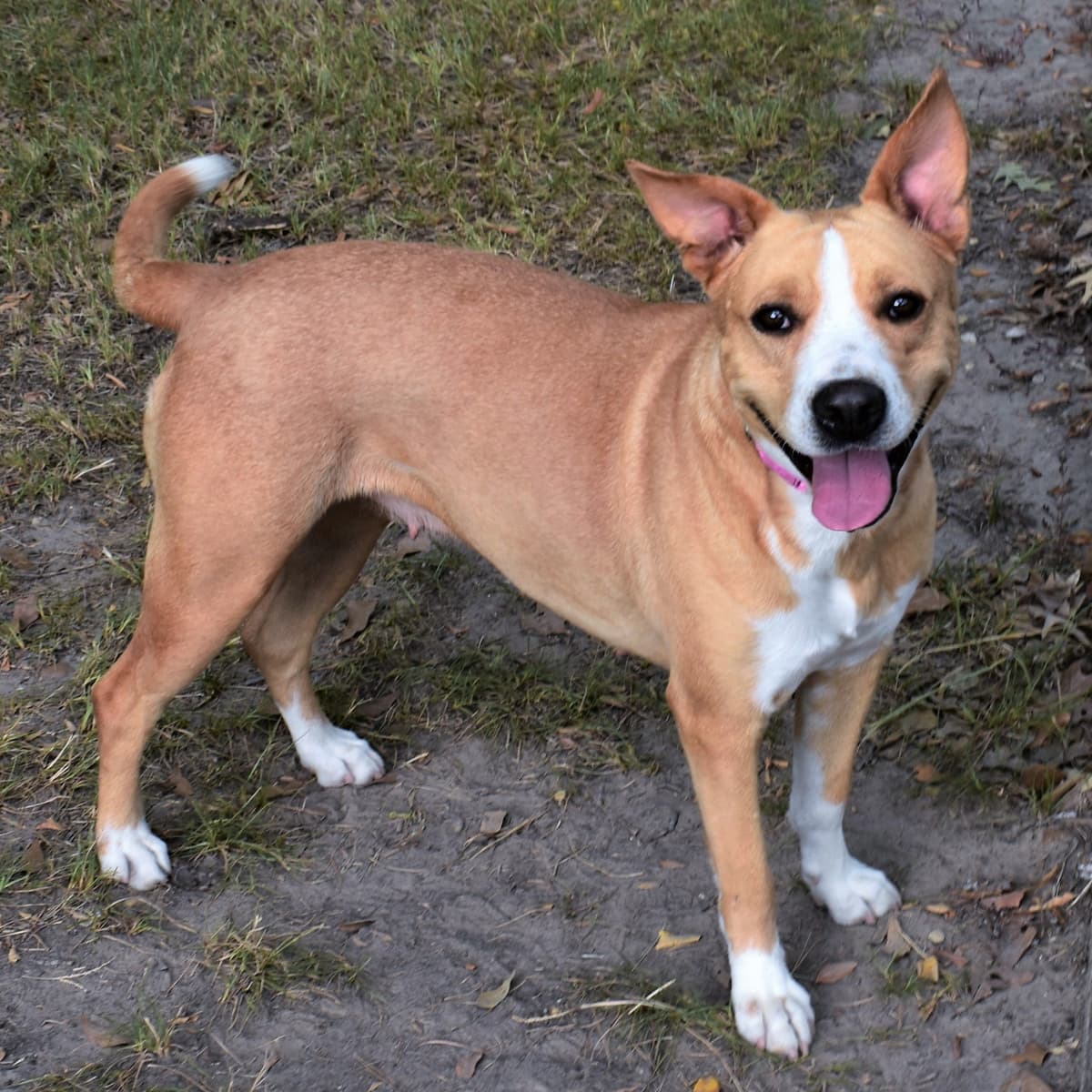 Bocephus breeder image 6