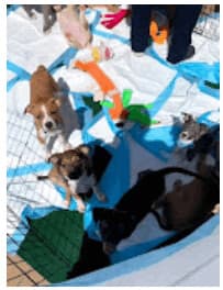 Duke breeder image 3