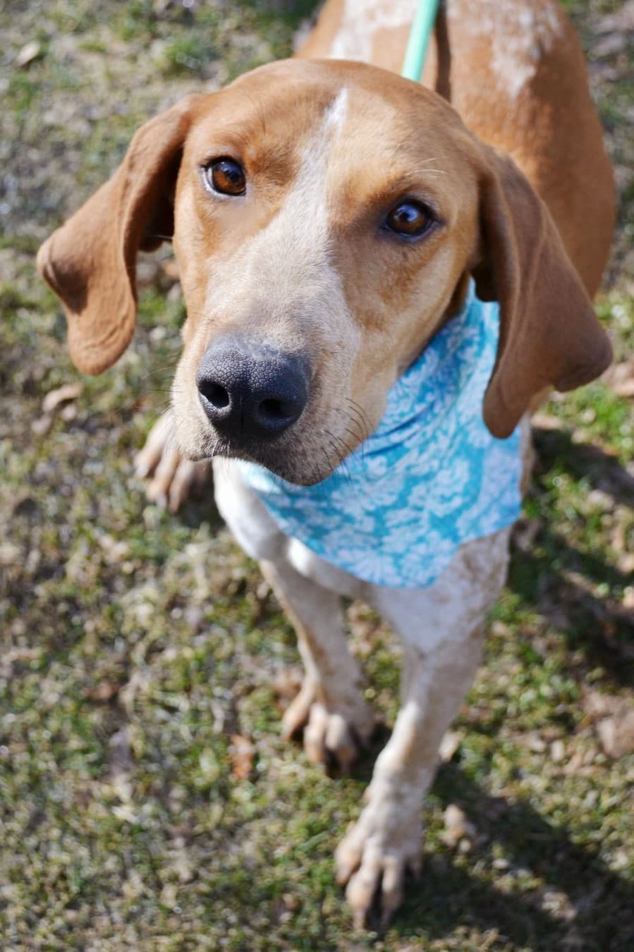 Gypsy breeder image 2