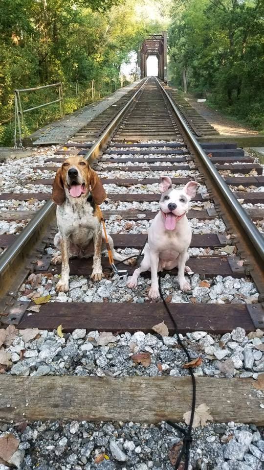 Gypsy breeder image 5