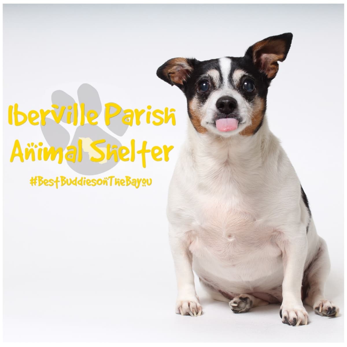 Molly breeder image 1