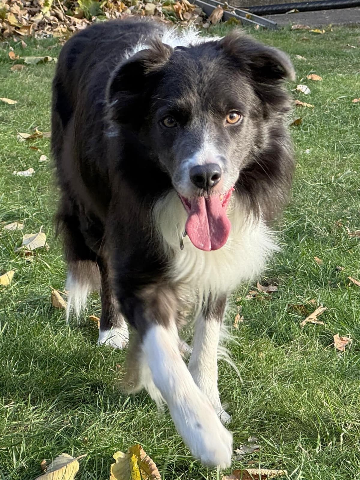 Lasso breeder image 3