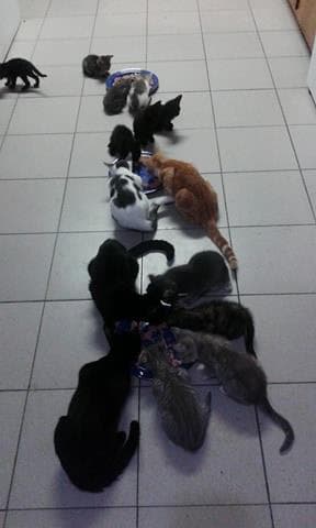 Conchita breeder image 5