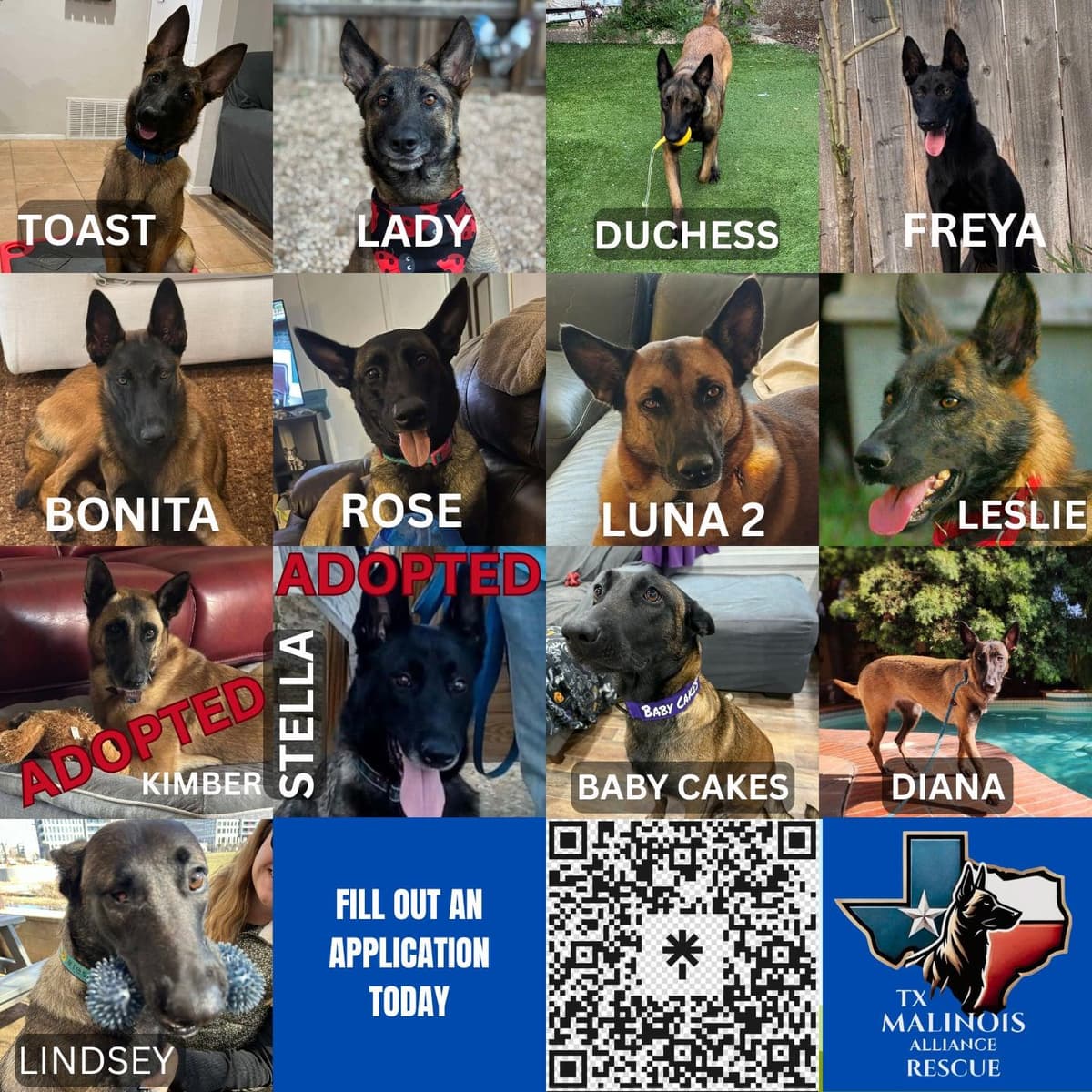 Frances breeder image 4