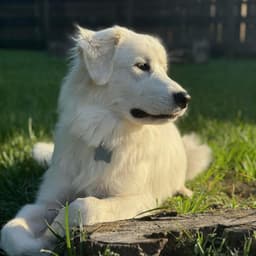 Texas Great Pyrenees Rescue, Inc.