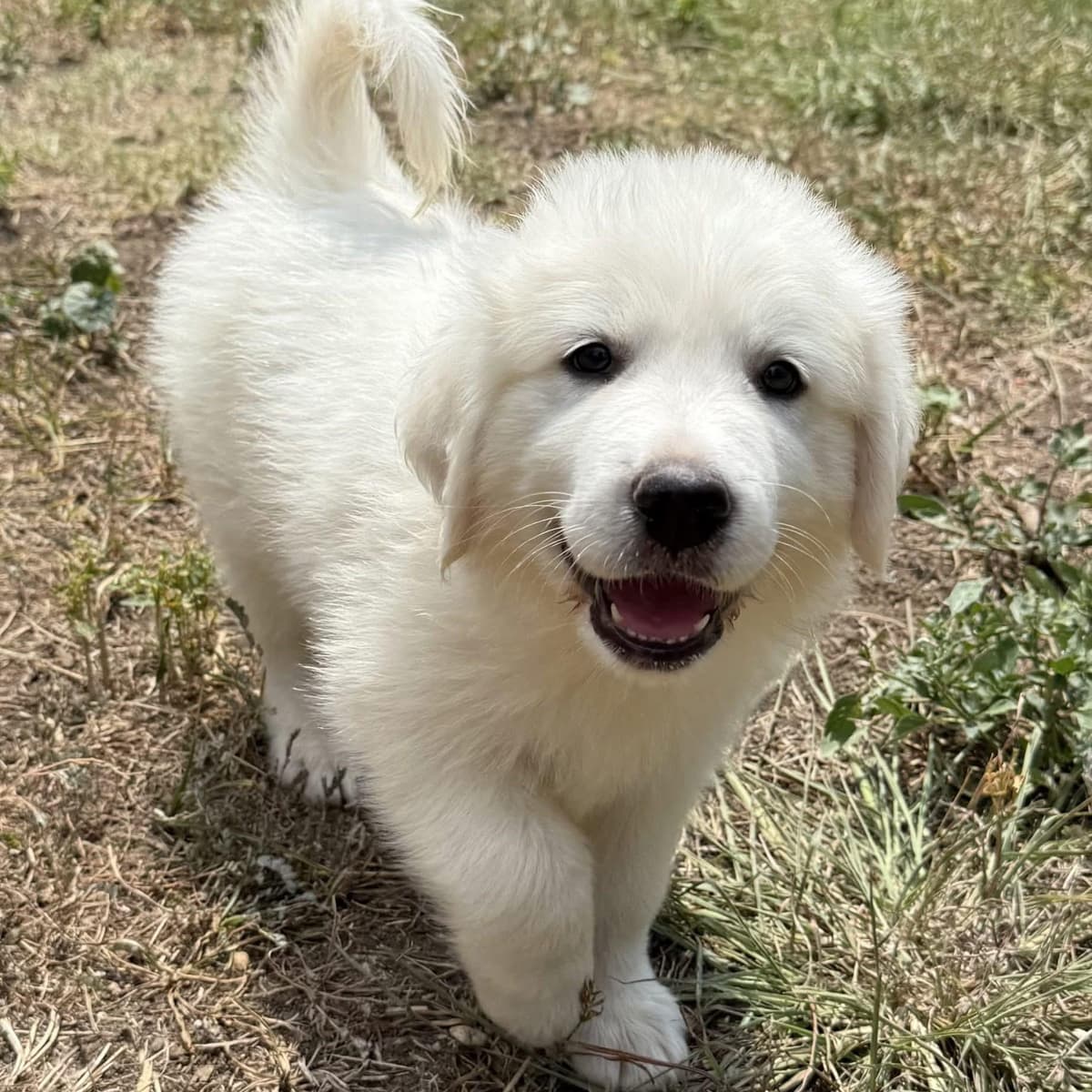 Justice DFW of the Freedom 250 Litter breeder image 6