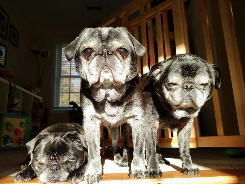 Jewel & Bowie (BONDED PAIR) breeder image 2