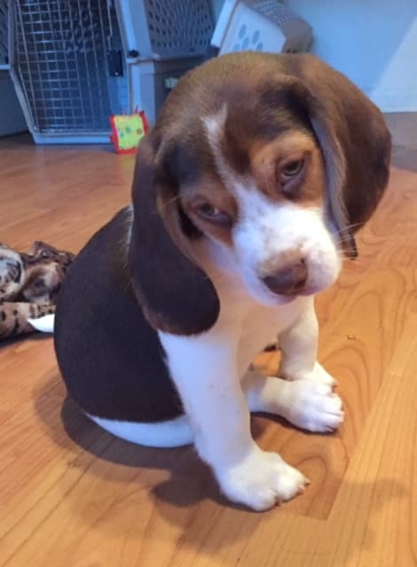 Marshall Eriksen breeder image 6