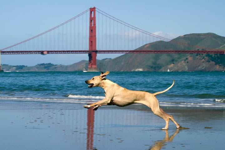 JETHRO breeder image 4