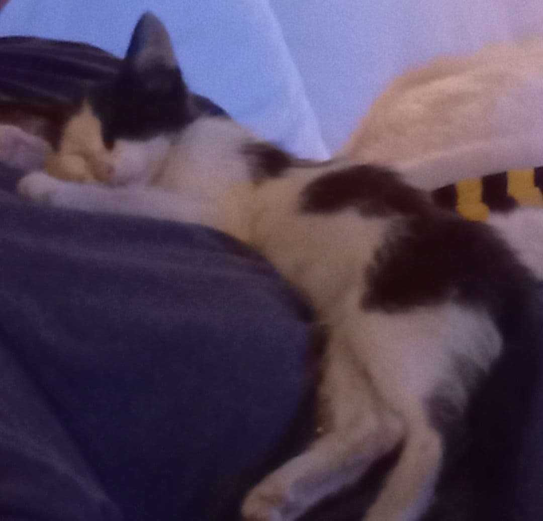 Osito breeder image 1