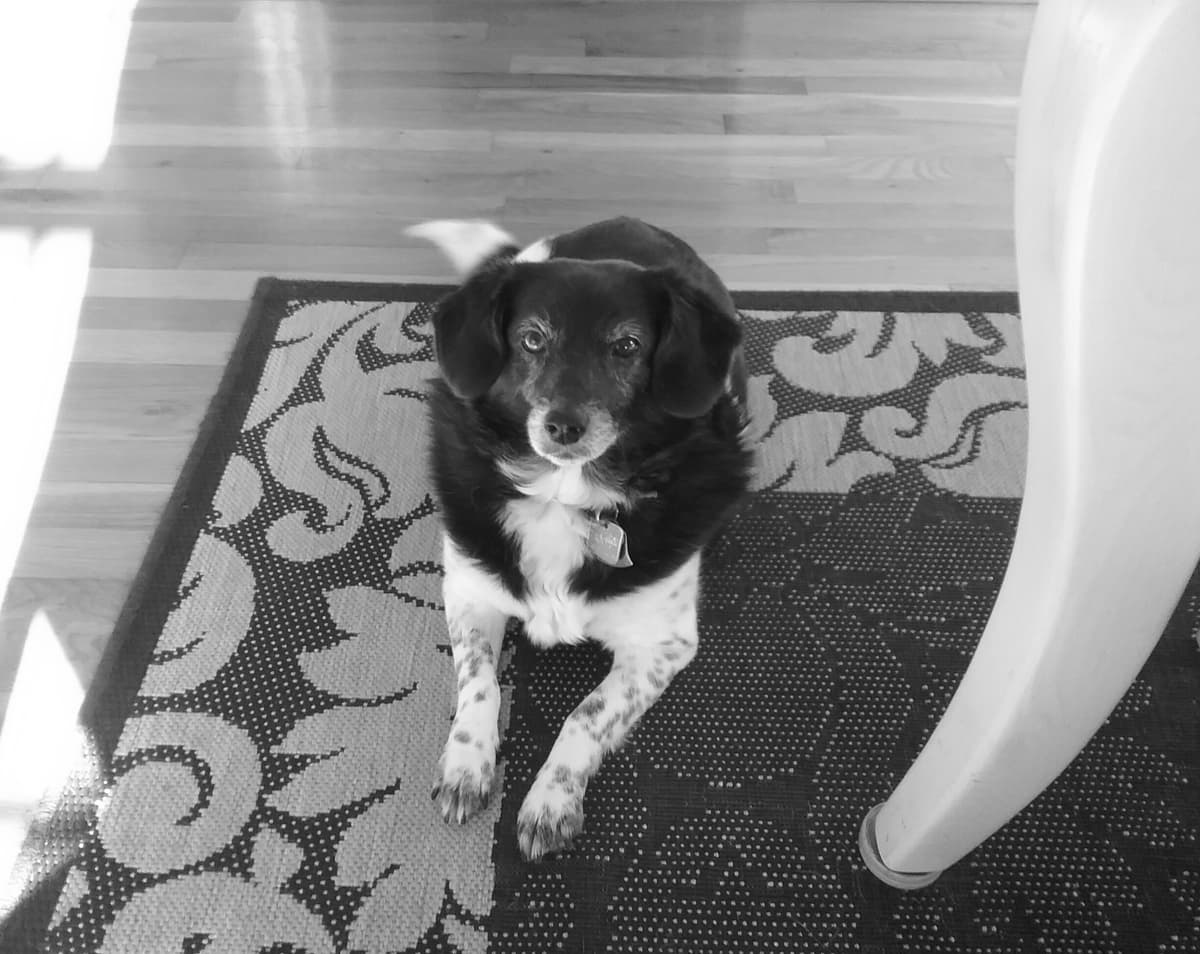 Luke breeder image 4