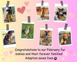 Bruno Project Rescue, Inc.