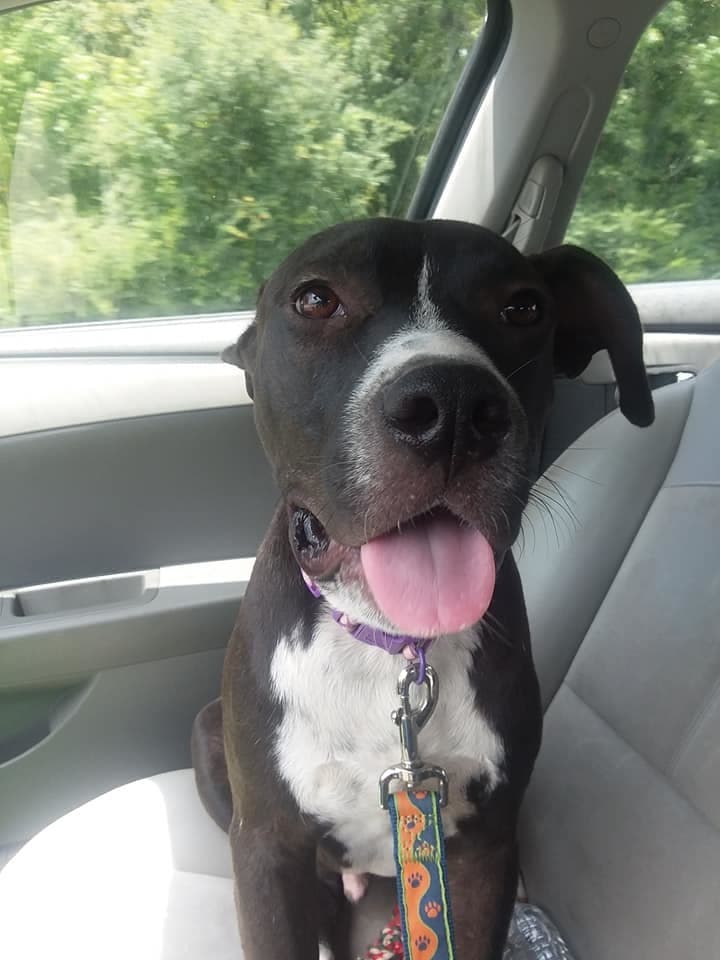 Welcom "TATER" breeder image 3