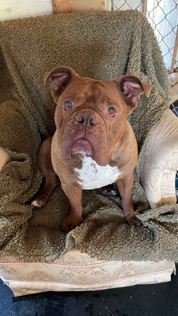 3 Legged Love - Mr. Lucky breeder image 4