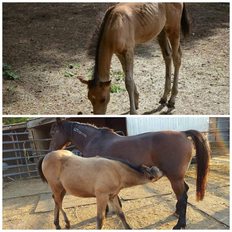 Red breeder image 1