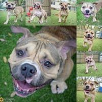 Herman breeder image 1
