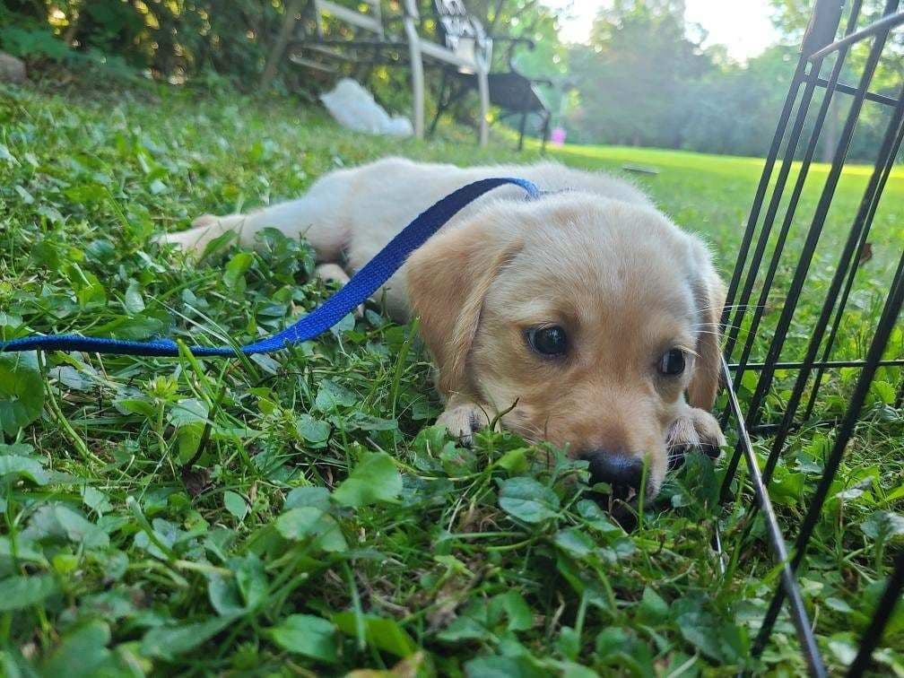 Cody breeder image 3