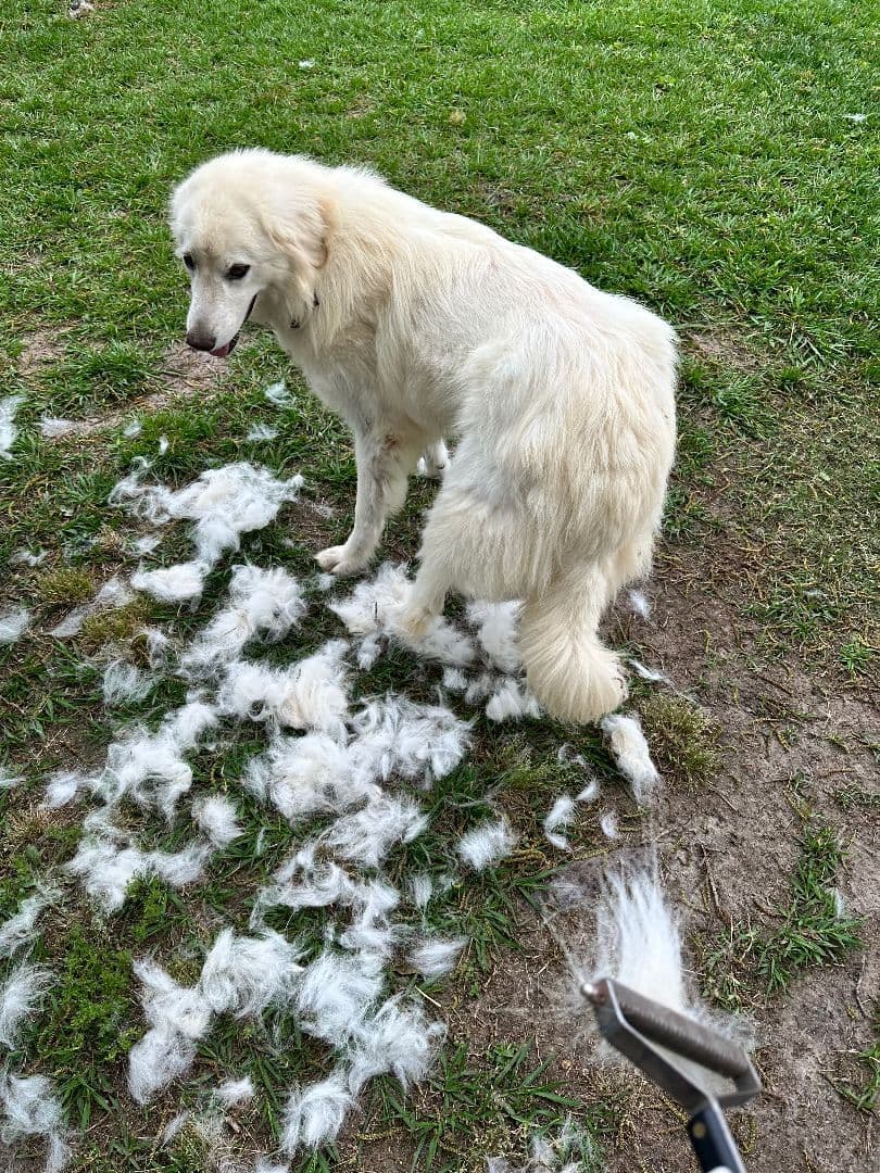 McBolt breeder image 3
