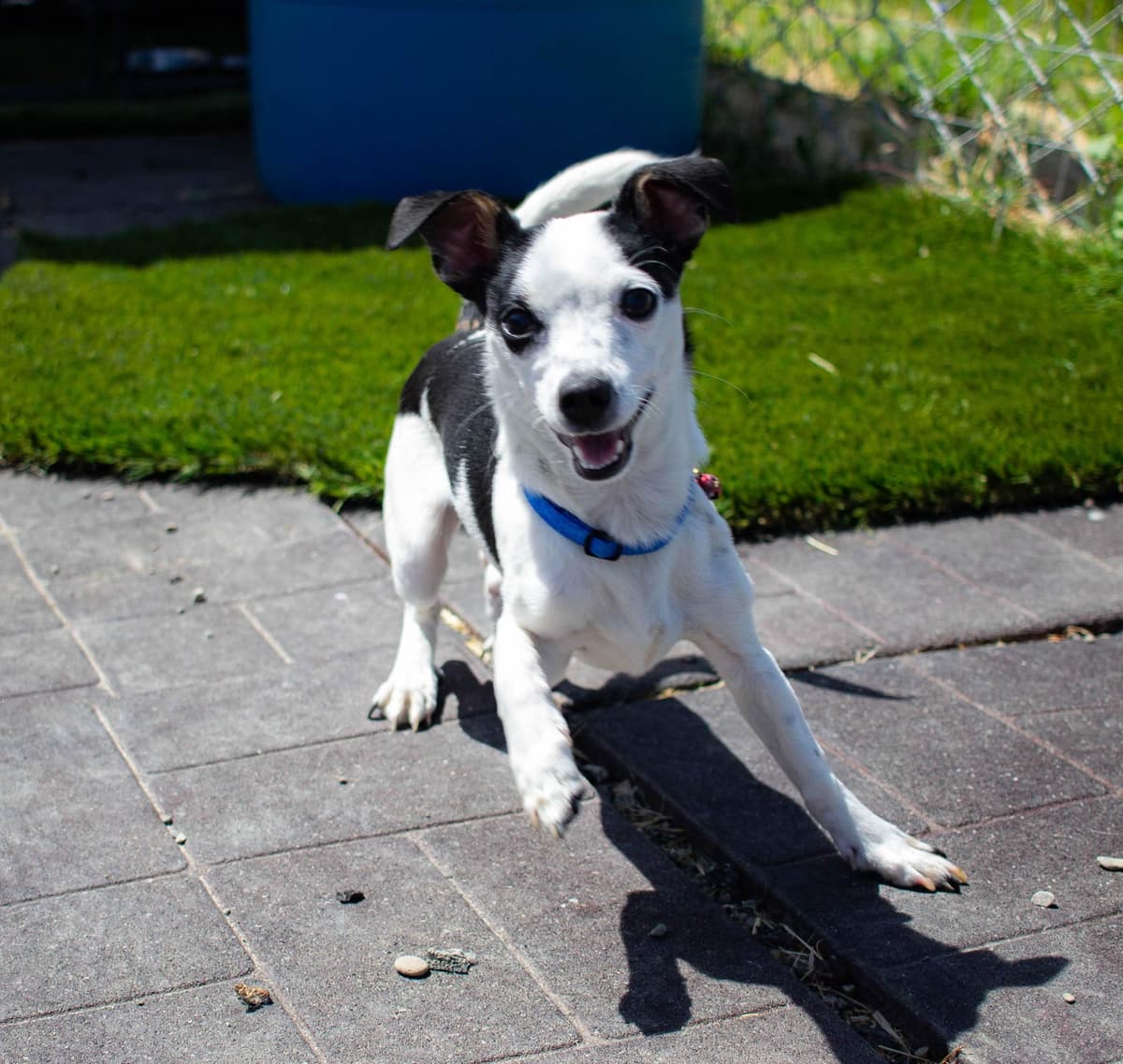 Chonchi breeder image 3