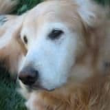 Bear (Bonded Pair w/ Harli) breeder image 2