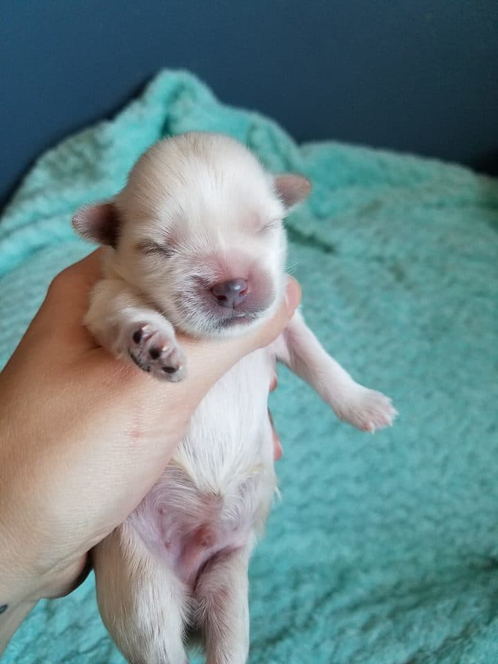Fabio breeder image 2