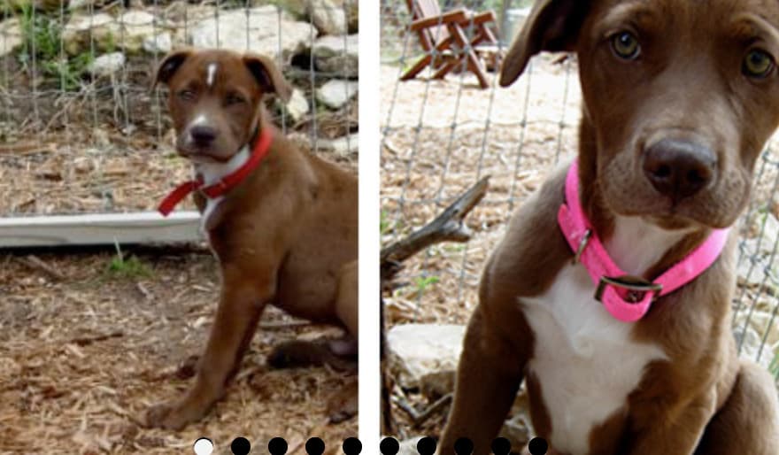 Athena breeder image 3