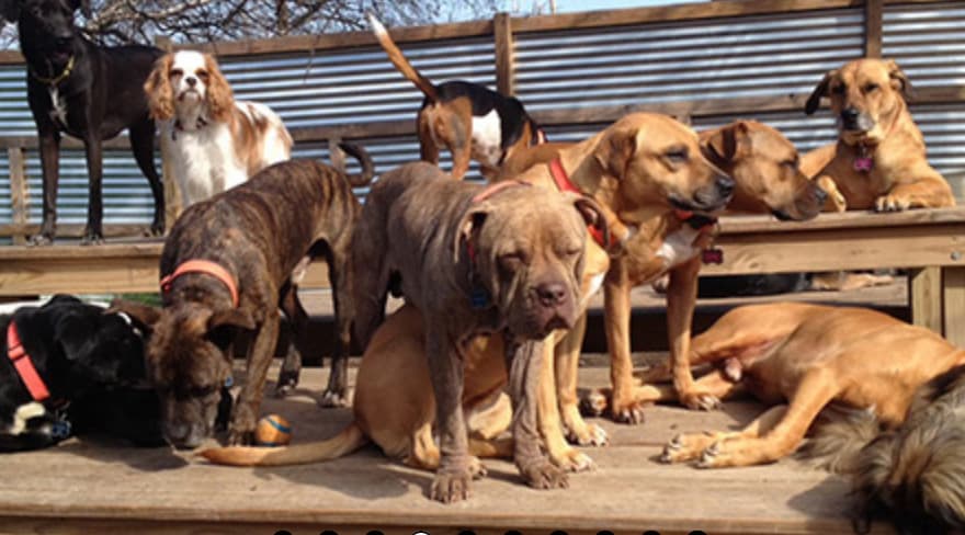 Athena breeder image 4