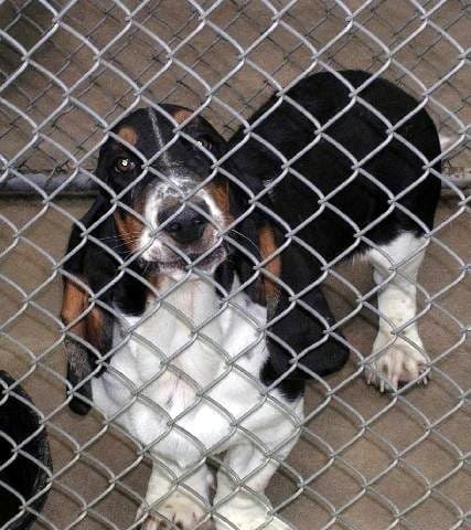 Omar aka Buddy breeder image 3