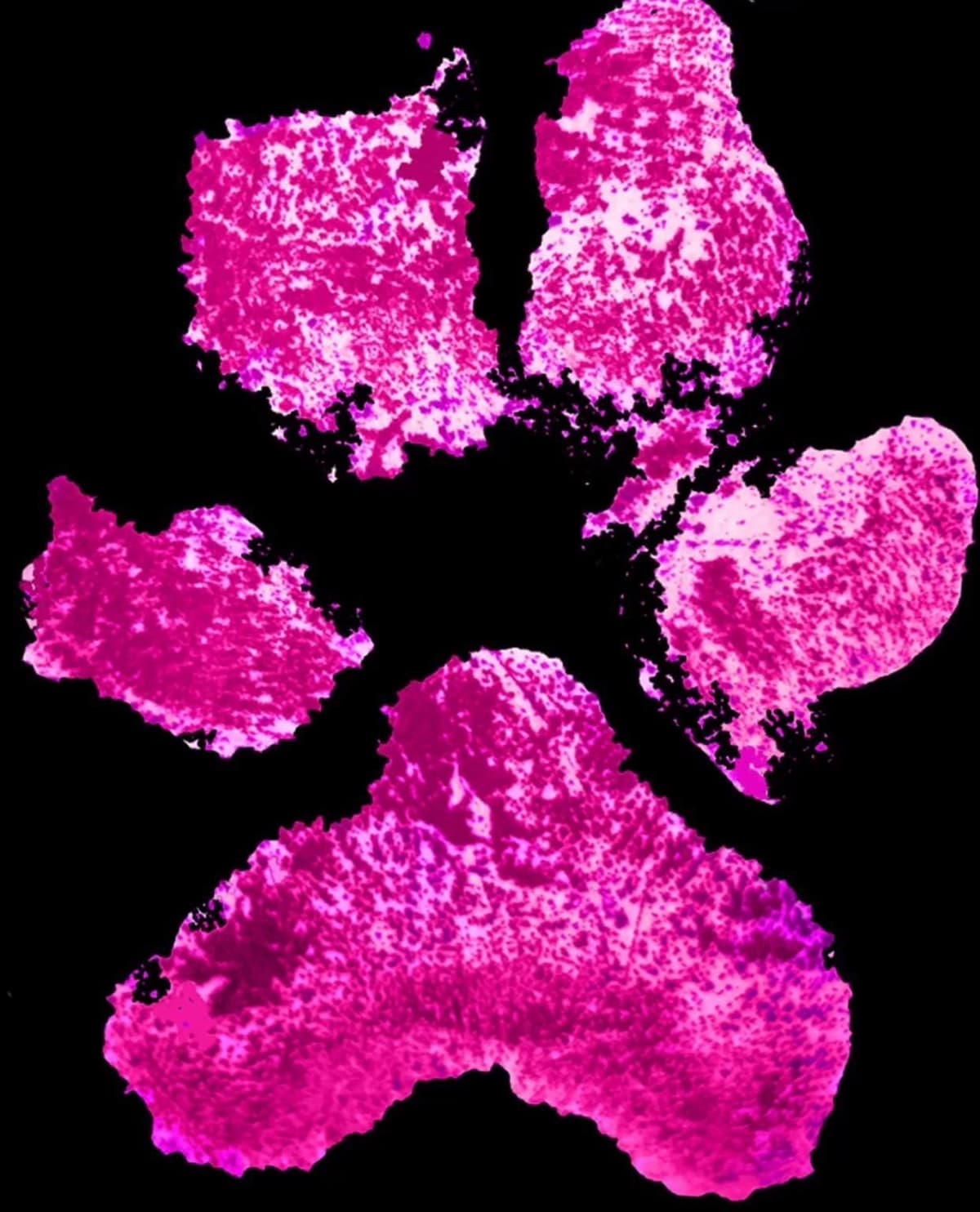 Titan breeder image 1