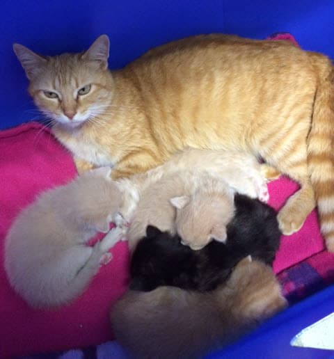 Gus breeder image 4