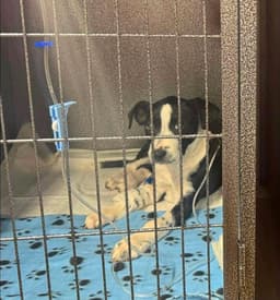 Texas Animal Rescue Rehab