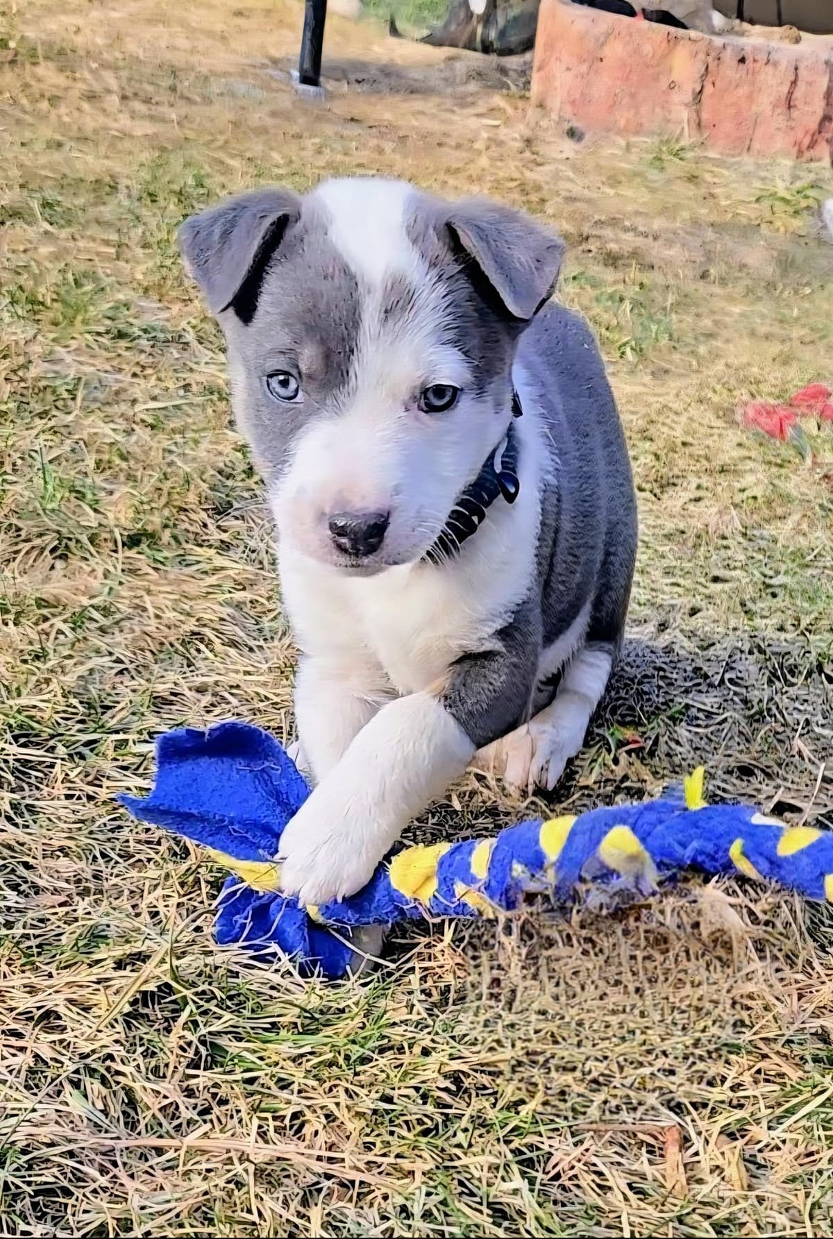 Waffles breeder image 6