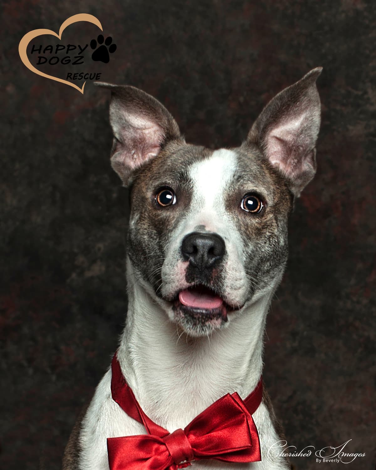 Asher breeder image 1