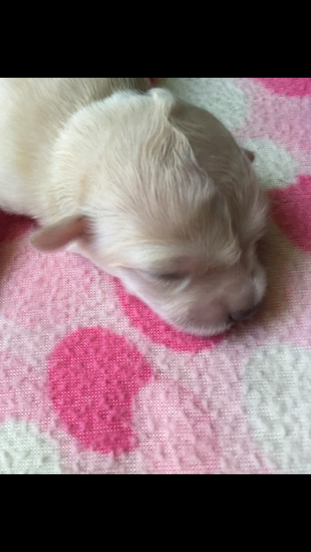 Bunny breeder image 3