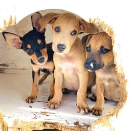 Saint Mutts Rescue