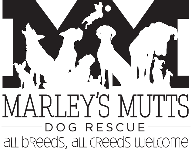 Molly breeder image 4