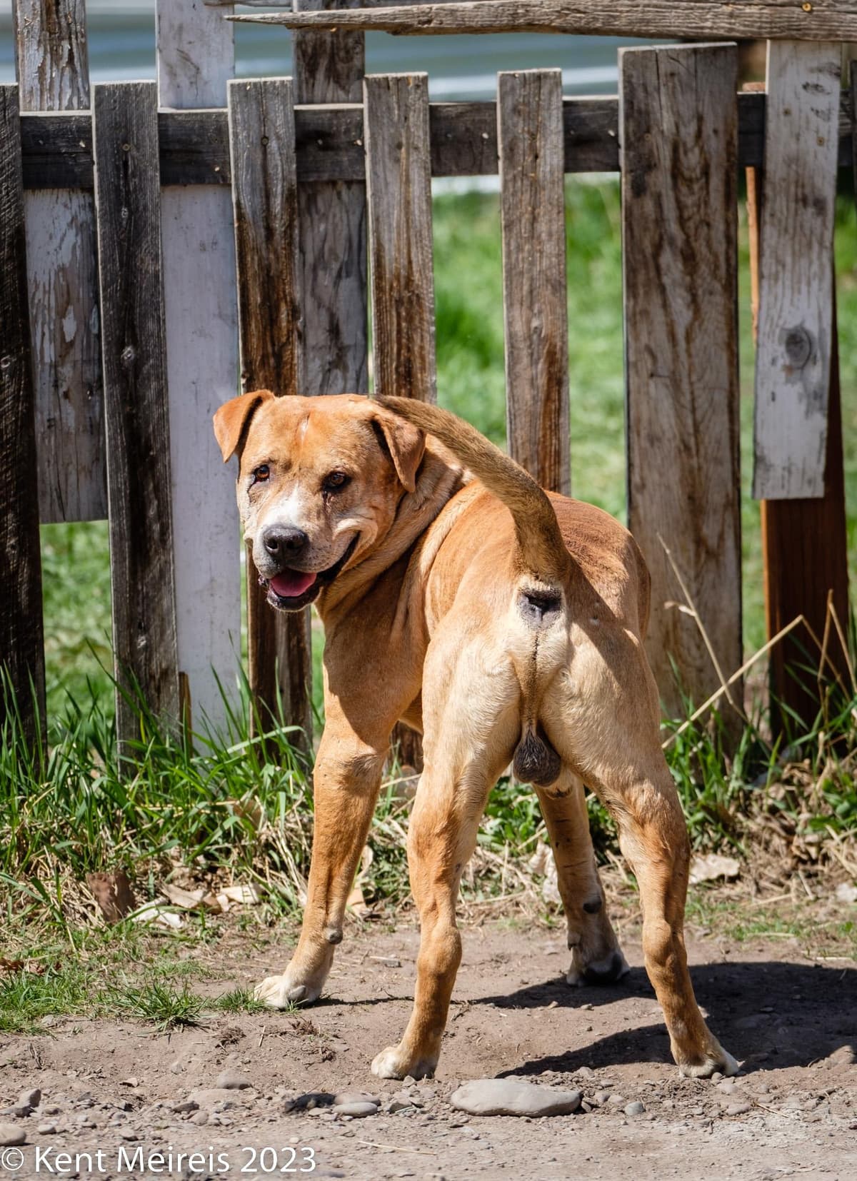 Circa breeder image 5