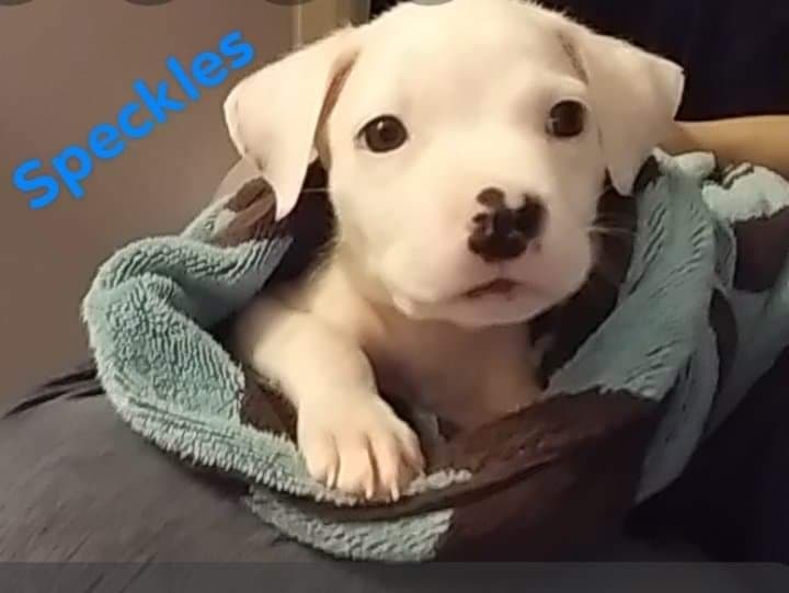 Lily Belle breeder image 2