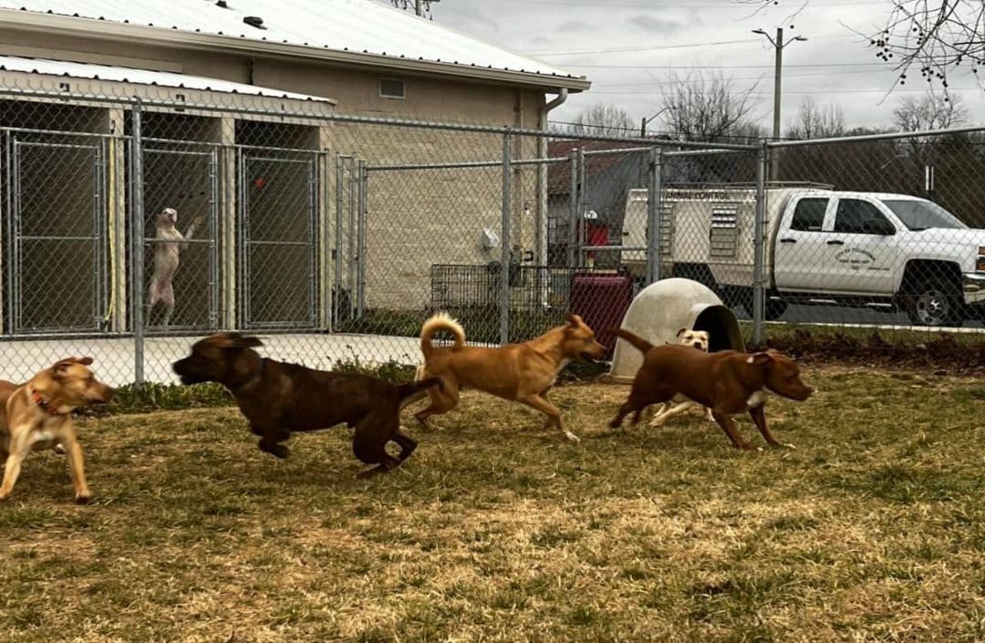 Bella breeder image 1