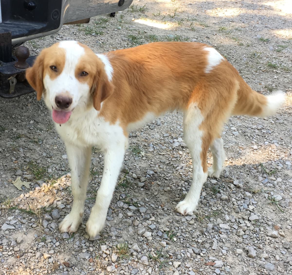 Toby breeder image 3