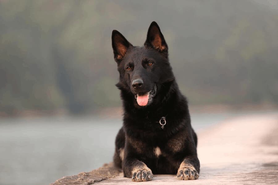 Minx breeder image 1