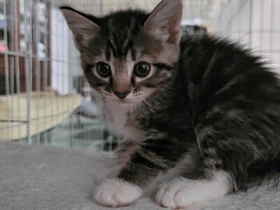 Sir Waggington (Test Pet) breeder image 1