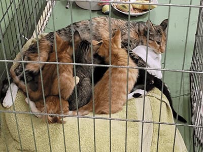 Sir Waggington (Test Pet) breeder image 3