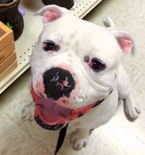 Cruz breeder image 1