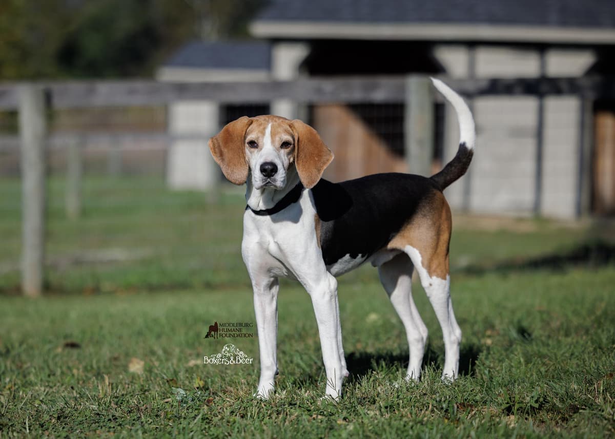 Echo (In Foster) breeder image 3
